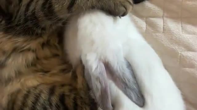 Cute cat and rabbit sleeping together