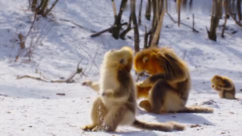 Golden Monkey