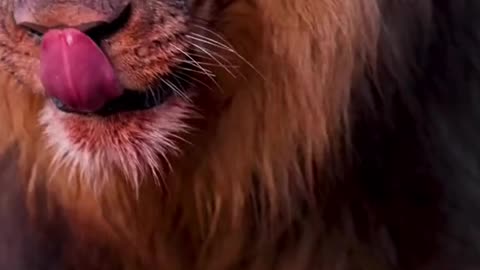 Beautifull Lion |Angree Lion eating Meal