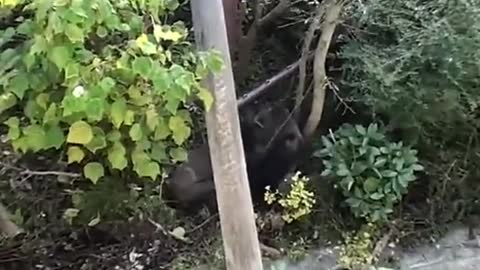 Female gorilla bites bully silverback