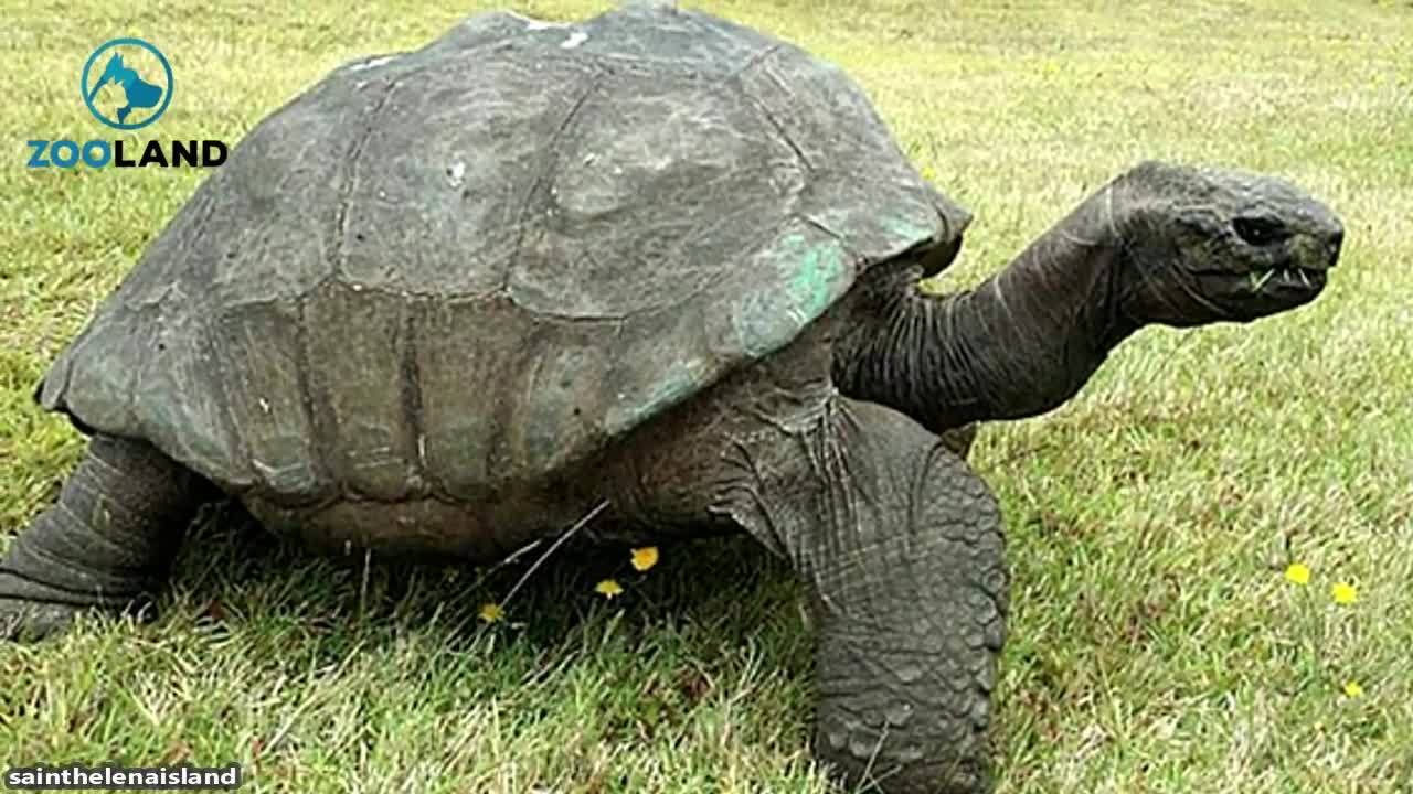 ''Jonathan'' The World's Oldest Tortoise