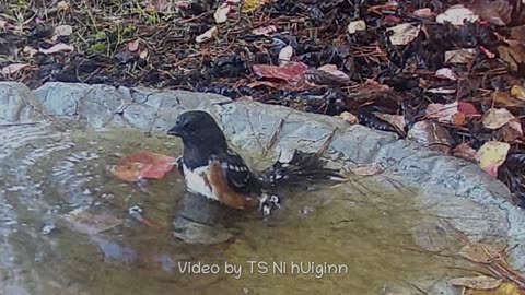 The Biggest Bird Gets the Bath