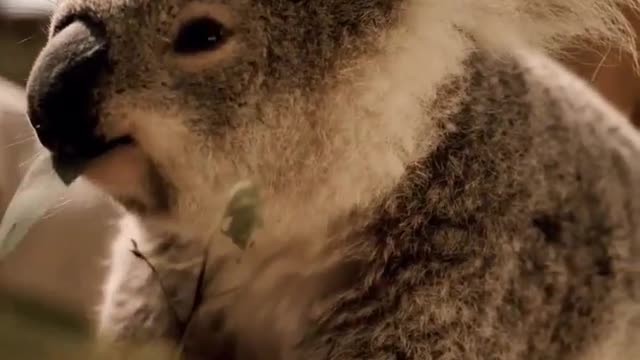 cute koala || cute animals || satisfying