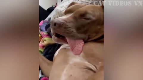 2023's Funniest Animal Videos: Hilarious Cats and Dogs You Can't Resist!