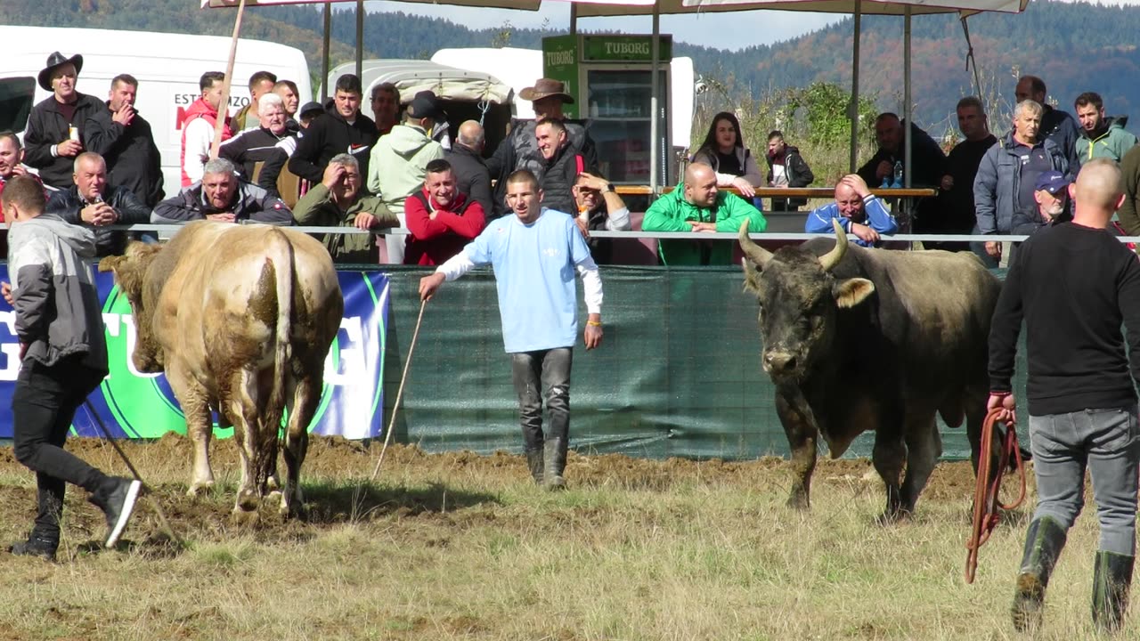 Bijeli od Sima vs Zec od Tanasića Graci 2024