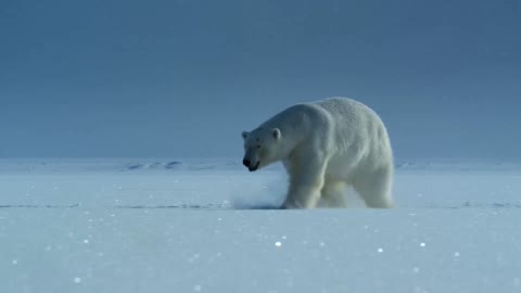 polar bear