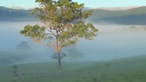 Moments among the gums trees…✨🍃🌿