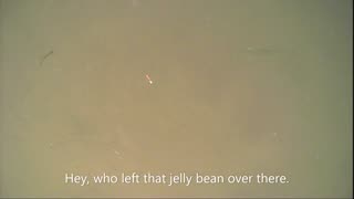 Catchin da crappies on an underwater camera.