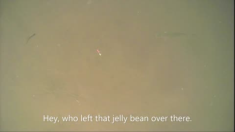 Catchin da crappies on an underwater camera.