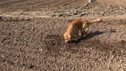 A dog who has a good time in the field