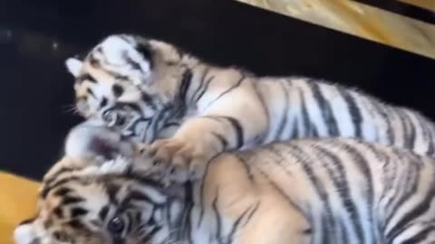 the cuteness of the newborn baby tiger