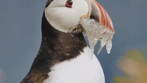 Dinner with an Atlantic puffin in Iceland.