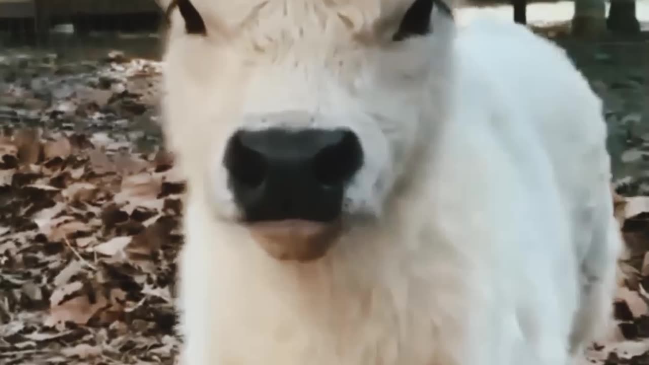 Cow Videos | rumbe Cow Funny Video 2023 | Cute Baby Cow Funny Video #Short