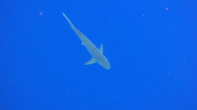 North Shore, O'ahu Shark Dive