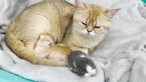 First meeting of adopted kitten with a mom cat