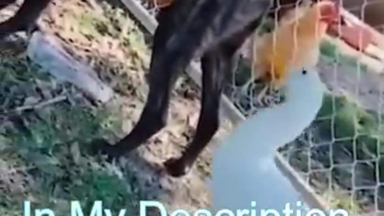 Best Funny Cat Videos | Funniest Cats | Funny Animal Videos | Best Services | #shorts
