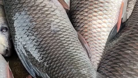 Big Kalibous Fish Live Video In Market#shorts