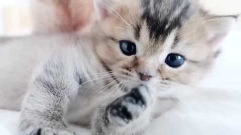 You can watch the friendly parent and child cat on the bed forever