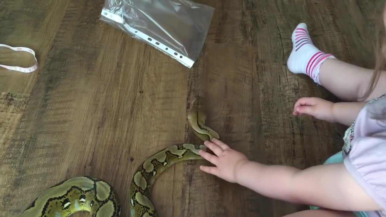 2-year-old plays with 6 foot long pet python