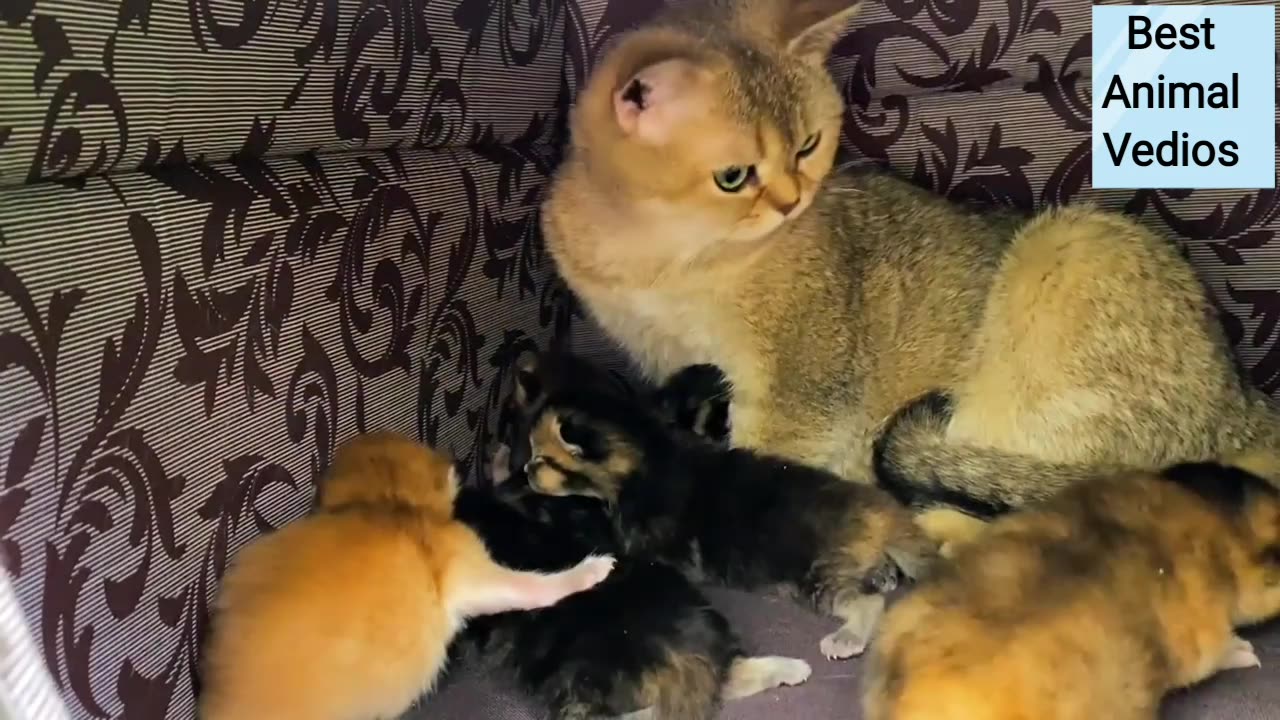 Best Momma Cat Carries Kittens in the Teeth. ! Best Animal Home