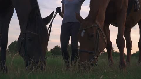 Beautiful girl holds two horses for the reins