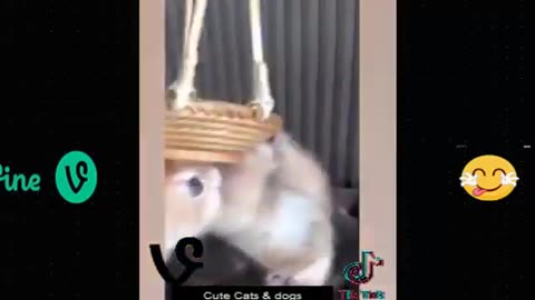 Best Funny Animal Videos Of The 2023 🤣 - Funniest Cats And Dogs Videos 😺😍😂🐶 Funny cat & dog videos 😍