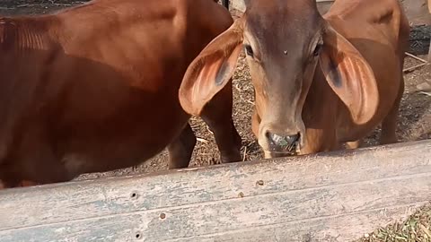 Indian cow