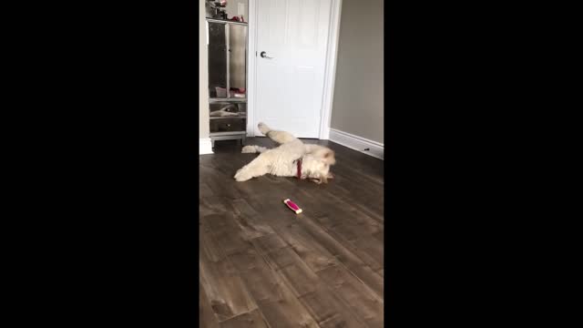 This dog has pretty much given up on the quarantine life