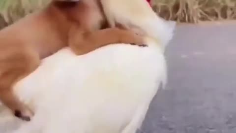 Funny animals