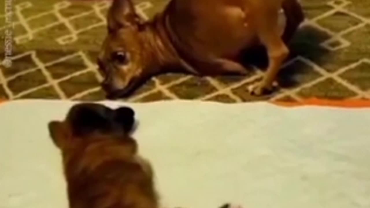 This old dog is teaching a little puppy #shorts #shortvideo #video #virals #videoviral
