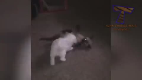 funny cats