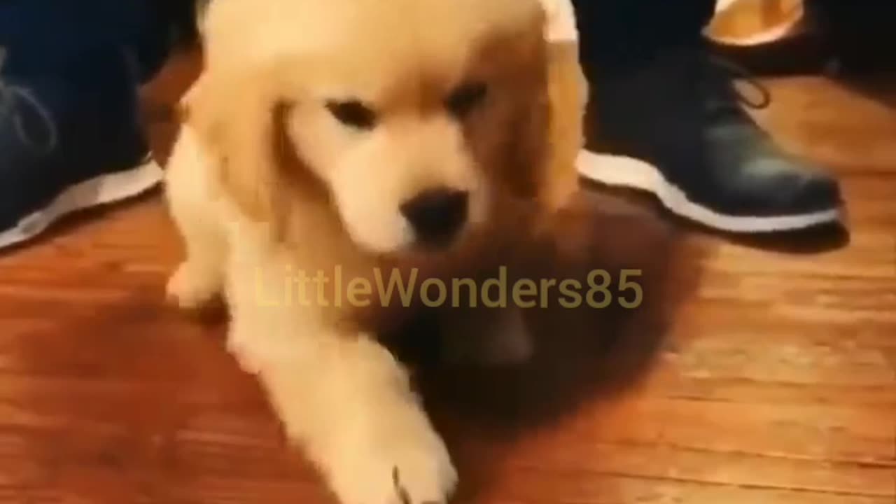 Cute Dogs Funny Moments