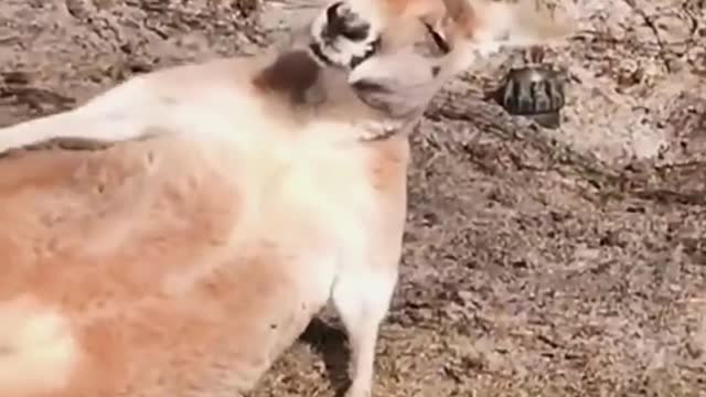 Kangaroo Funny