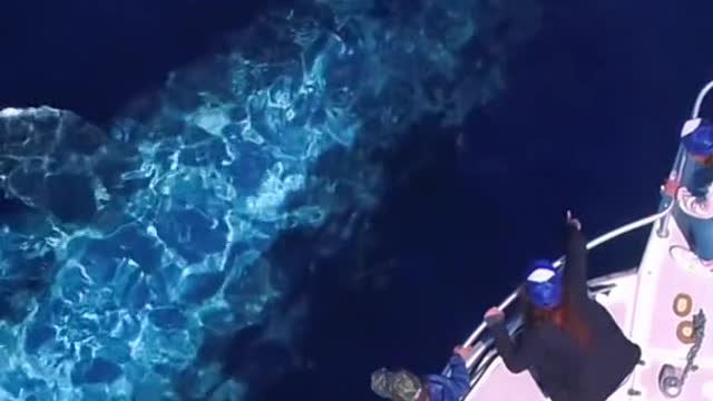 An otherworldly encounter with a Blue Whale 💙