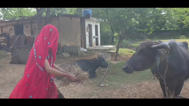 Full Desi videos comedy rajasthani video