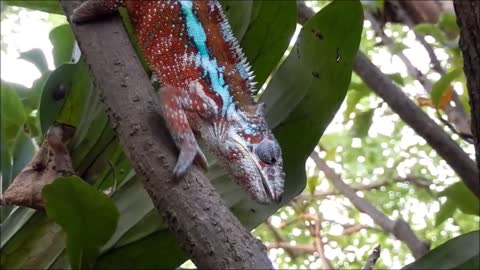 Chameleon Hunting