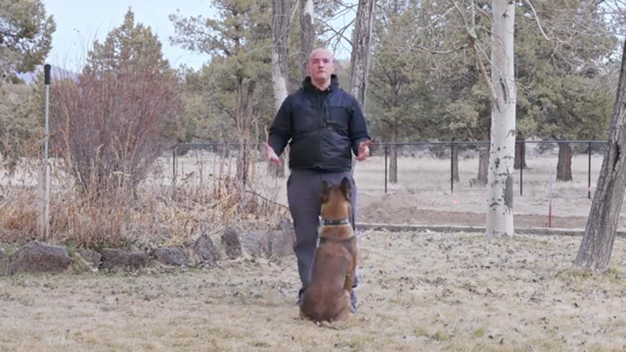 Dog training