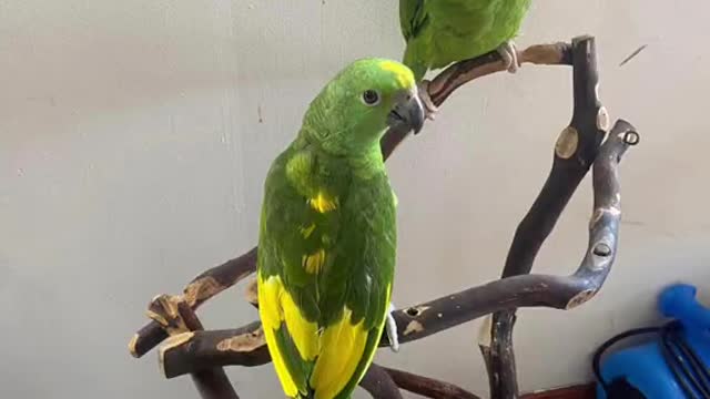 Lovely Amazon parrot pairs ❤️