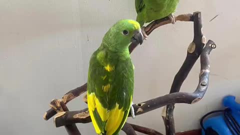 Lovely Amazon parrot pairs ❤️