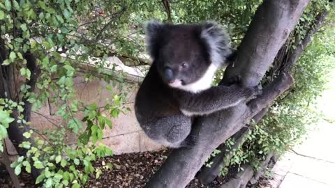 Cutest Koala BBQ guest ever