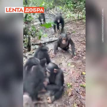 The family of Chimps welcomed Beckley who lost his parents a few months earlier