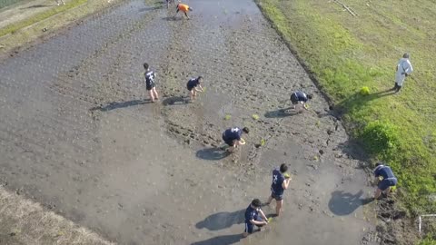 Rice field rugby events make for splashy fun