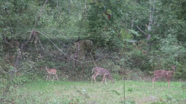 MWP S11.E2 Youth Hunt Bucks