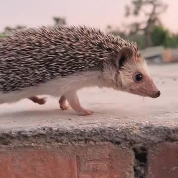 beautiful dog | cute animals