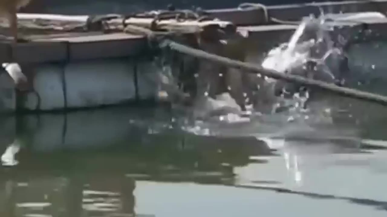 Dog 🐕 cat 🐈 to funny