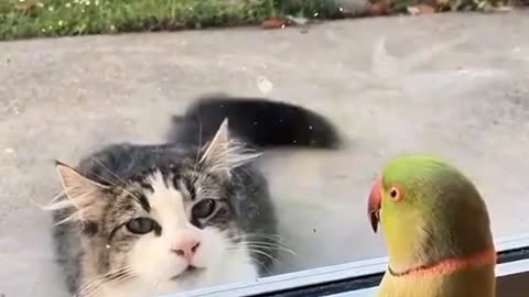 little cute cate and parrot fun so amazing😄