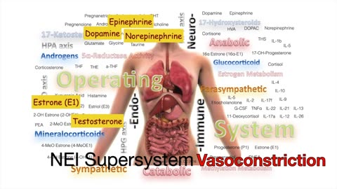 Unlocking the Mysteries of Blood Flow: How Bio-Identical Hormones Rule Our Circulatory System