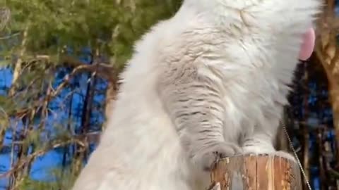 Best Funny Animal Videos 2022 🤣- Funniest Dogs And Cats Videos