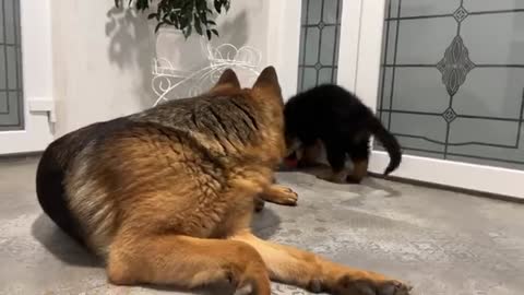 German Shepherd is Shocked that a Puppy Steals his Ball