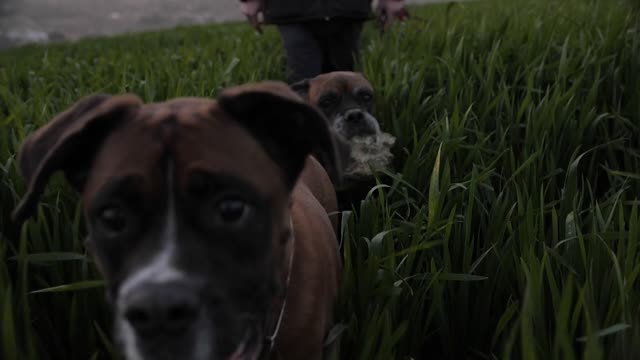 The dog is on a journey between the fields